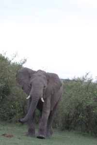 Elephants can be unpredictable and dangerous. This is one that charged at us from the bushes when we didn't see it and got too close.