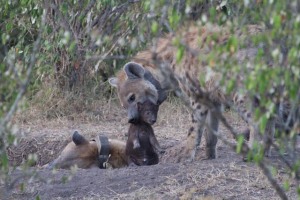 Buar playing with her younger sibling (one of Helios' new cubs) at the den