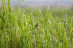 birding coroni, common waxbill